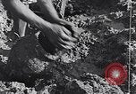 Image of farmer Egypt, 1945, second 49 stock footage video 65675038043