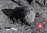 Image of farmer Egypt, 1945, second 52 stock footage video 65675038043