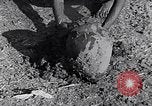 Image of farmer Egypt, 1945, second 53 stock footage video 65675038043