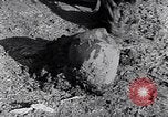 Image of farmer Egypt, 1945, second 55 stock footage video 65675038043