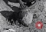Image of farmer Egypt, 1945, second 56 stock footage video 65675038043