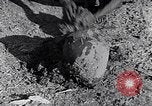 Image of farmer Egypt, 1945, second 57 stock footage video 65675038043