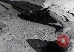 Image of farmer Egypt, 1945, second 58 stock footage video 65675038043