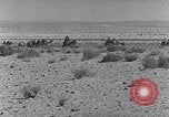 Immagine di Cammelli Penisola del Sinai, 1945, secondo 43 filmato di repertorio 65675038044