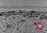 Immagine di Cammelli Penisola del Sinai, 1945, secondo 44 filmato di repertorio 65675038044