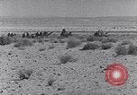 Immagine di Cammelli Penisola del Sinai, 1945, secondo 45 filmato di repertorio 65675038044