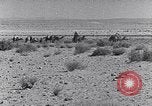 Immagine di Cammelli Penisola del Sinai, 1945, secondo 46 filmato di repertorio 65675038044
