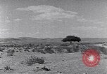 Immagine di Cammelli Penisola del Sinai, 1945, secondo 47 filmato di repertorio 65675038044