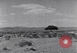 Immagine di Cammelli Penisola del Sinai, 1945, secondo 48 filmato di repertorio 65675038044