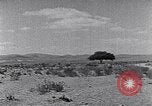Immagine di Cammelli Penisola del Sinai, 1945, secondo 49 filmato di repertorio 65675038044