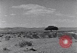 Immagine di Cammelli Penisola del Sinai, 1945, secondo 50 filmato di repertorio 65675038044