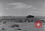 Immagine di Cammelli Penisola del Sinai, 1945, secondo 51 filmato di repertorio 65675038044