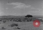 Immagine di Cammelli Penisola del Sinai, 1945, secondo 52 filmato di repertorio 65675038044