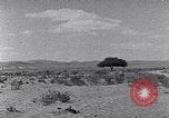 Immagine di Cammelli Penisola del Sinai, 1945, secondo 53 filmato di repertorio 65675038044