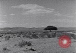 Immagine di Cammelli Penisola del Sinai, 1945, secondo 54 filmato di repertorio 65675038044