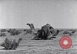 Standbild Beduinen Sinai Halbinsel, 1945, aus Sekunde 14 historischem Filmmaterial Videoclip 65675038045