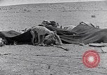 Standbild Beduinen Sinai Halbinsel, 1945, aus Sekunde 31 historischem Filmmaterial Videoclip 65675038045