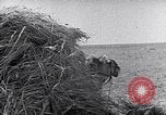 Immagine di Israele Palestina, 1945, secondo 23 filmato di repertorio 65675038049