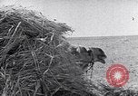 Immagine di Israele Palestina, 1945, secondo 24 filmato di repertorio 65675038049