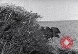 Immagine di Israele Palestina, 1945, secondo 25 filmato di repertorio 65675038049