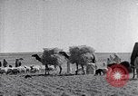 Immagine di Israele Palestina, 1945, secondo 35 filmato di repertorio 65675038049