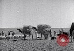 Immagine di Israele Palestina, 1945, secondo 37 filmato di repertorio 65675038049