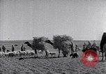 Immagine di Israele Palestina, 1945, secondo 38 filmato di repertorio 65675038049