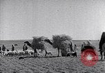 Immagine di Israele Palestina, 1945, secondo 39 filmato di repertorio 65675038049