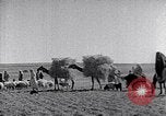 Immagine di Israele Palestina, 1945, secondo 41 filmato di repertorio 65675038049