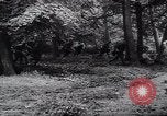 Image of Germans capture Allies in Battle of Arnhem World War 2 Arnhem Netherlands, 1944, second 45 stock footage video 65675038072