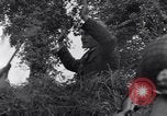 Standbild 82nd Airborne Division Saint Marcouf Frankreich, 1944, aus Sekunde 25 historischem Filmmaterial Videoclip 65675038159