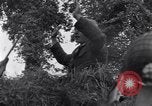Standbild 82nd Airborne Division Saint Marcouf Frankreich, 1944, aus Sekunde 28 historischem Filmmaterial Videoclip 65675038159