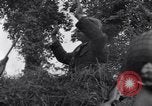 Standbild 82nd Airborne Division Saint Marcouf Frankreich, 1944, aus Sekunde 30 historischem Filmmaterial Videoclip 65675038159
