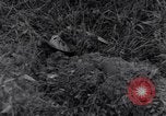 Standbild 101st Airborne Division Ravenoville Frankreich, 1944, aus Sekunde 5 historischem Filmmaterial Videoclip 65675038160
