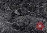 Standbild 101st Airborne Division Ravenoville Frankreich, 1944, aus Sekunde 7 historischem Filmmaterial Videoclip 65675038160