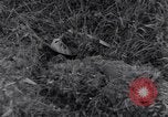Standbild 101st Airborne Division Ravenoville Frankreich, 1944, aus Sekunde 8 historischem Filmmaterial Videoclip 65675038160