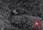 Standbild 101st Airborne Division Ravenoville Frankreich, 1944, aus Sekunde 9 historischem Filmmaterial Videoclip 65675038160