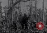 Image of American infantrymen Bougainville Island Papua New Guinea, 1944, second 17 stock footage video 65675038248