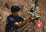 Image of Viet Cong Army Vietnam, 1974, second 26 stock footage video 65675038307