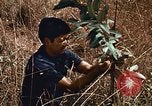 Image of Viet Cong Army Vietnam, 1974, second 31 stock footage video 65675038307
