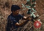 Image of Viet Cong Army Vietnam, 1974, second 32 stock footage video 65675038307