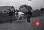 Image of unicorn Maine United States USA, 1936, second 12 stock footage video 65675038322
