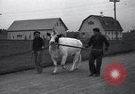 Image of unicorn Maine United States USA, 1936, second 13 stock footage video 65675038322