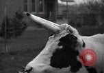 Image of unicorn Maine United States USA, 1936, second 15 stock footage video 65675038322