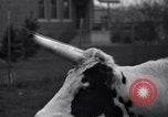 Image of unicorn Maine United States USA, 1936, second 16 stock footage video 65675038322