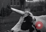 Image of unicorn Maine United States USA, 1936, second 17 stock footage video 65675038322