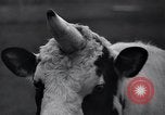 Image of unicorn Maine United States USA, 1936, second 19 stock footage video 65675038322