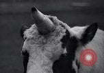 Image of unicorn Maine United States USA, 1936, second 20 stock footage video 65675038322
