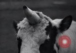 Image of unicorn Maine United States USA, 1936, second 21 stock footage video 65675038322