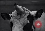 Image of unicorn Maine United States USA, 1936, second 22 stock footage video 65675038322